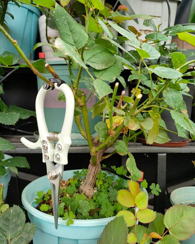 Fondwell 6" Small Pruning Shears Garden Scissors for Indoor Plants Trimming | 1-Pack Garden Snips, Ultra-Sharp Micro-Tip Straight Blades, Fatigue-Free - Best for Delicate Cutting Flower Stems Herbs Buds