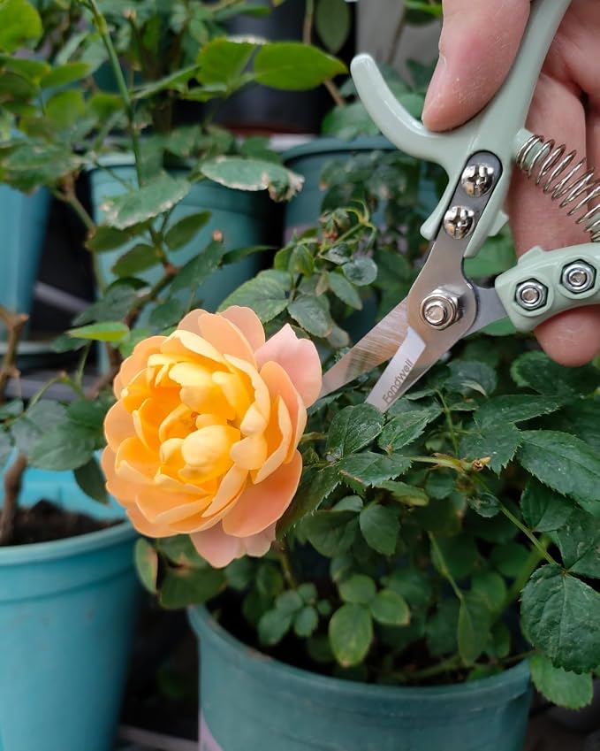 Fondwell 6" Small Pruning Shears Garden Scissors for Indoor Plants Trimming | 1-Pack Garden Snips, Ultra-Sharp Micro-Tip Straight Blades, Fatigue-Free - Best for Delicate Cutting Flower Stems Herbs Buds