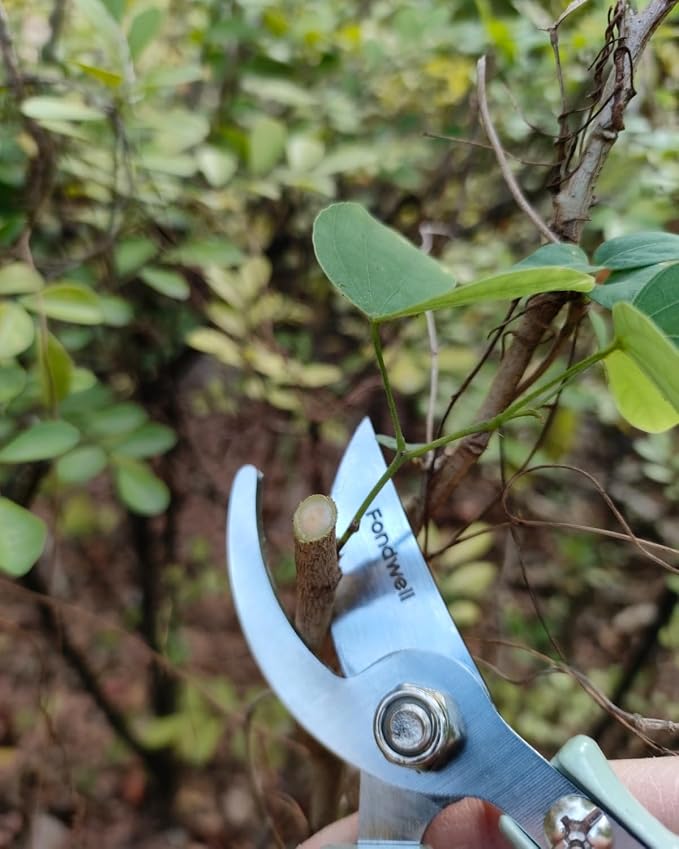Fondwell 6" Small Bypass Pruners Garden Shears Plant Clippers for Gardening | 1-Pack Lightweight Pruning Shears, Rust Resistant, Comfortable Use - Best for Delicate Cutting Fresh Flower Stems Herbs Buds