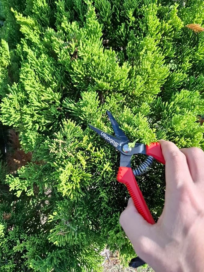 Saboten SD-8 6.7" Japanese Garden Pruning Shears, Lightweight Stainless Steel Trimming Scissors for Vegetables, Flowers & Fruit Harvesting, DIY, forest Originals, Made in Japan